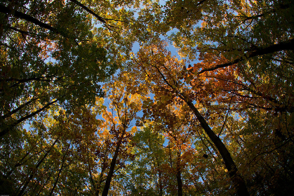 Herbstwald