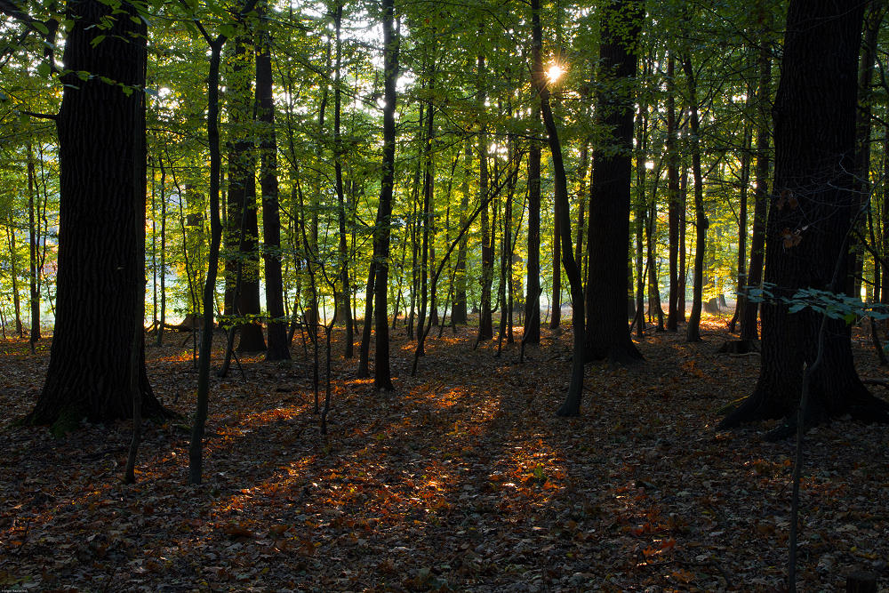 Herbstwald II