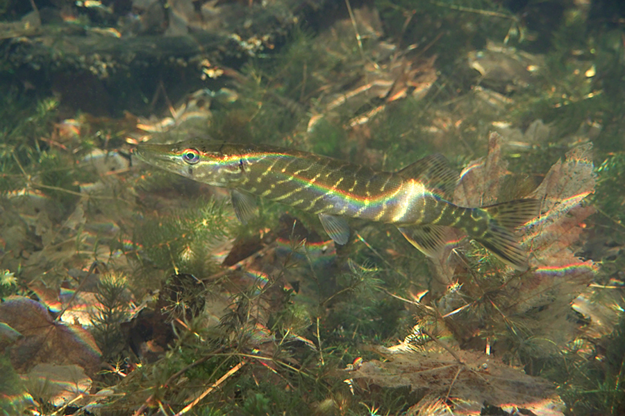 Esox Lucius Iris