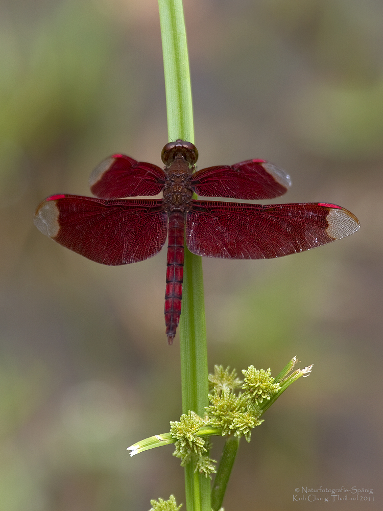 "Fulvous Forest Skimmer"