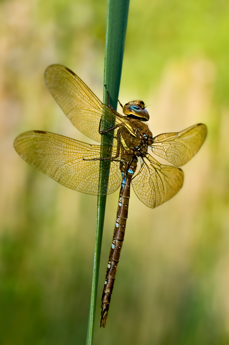 Aeshna grandis - male