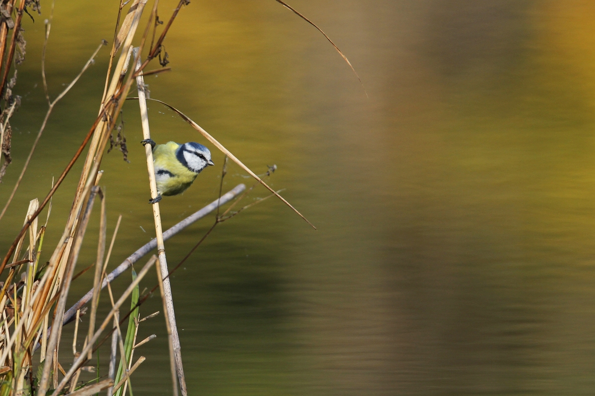 Viel Wasser, wenig Vogel