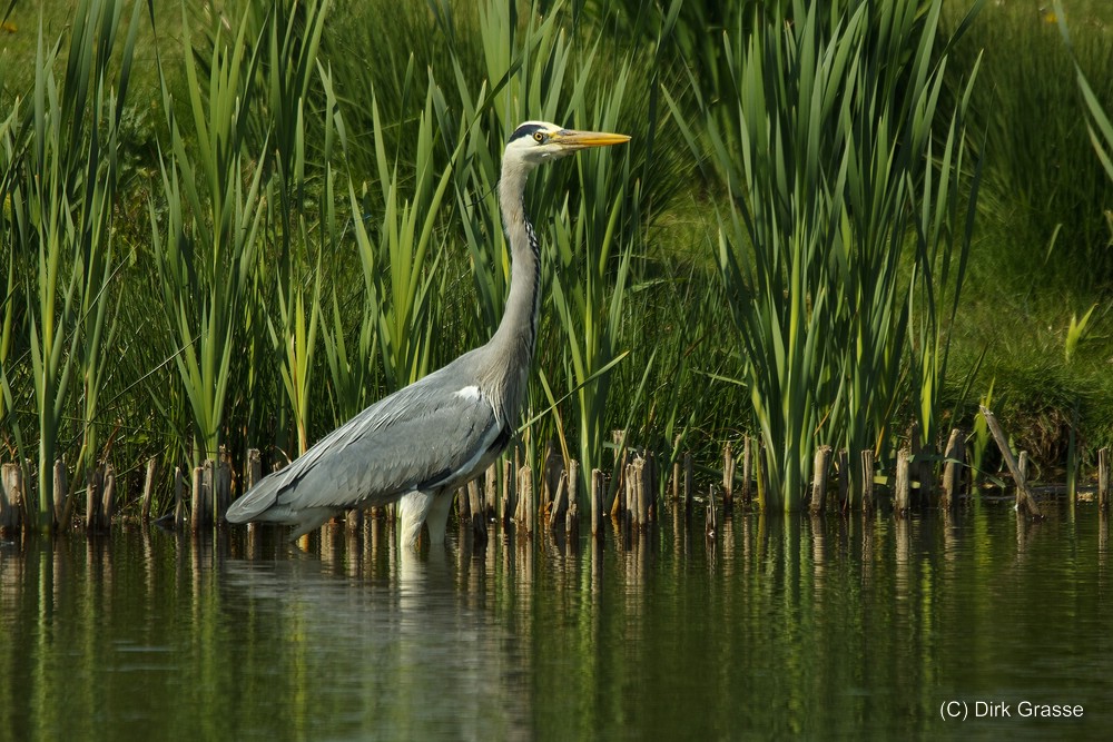 Graureiher - Ardea cinerea