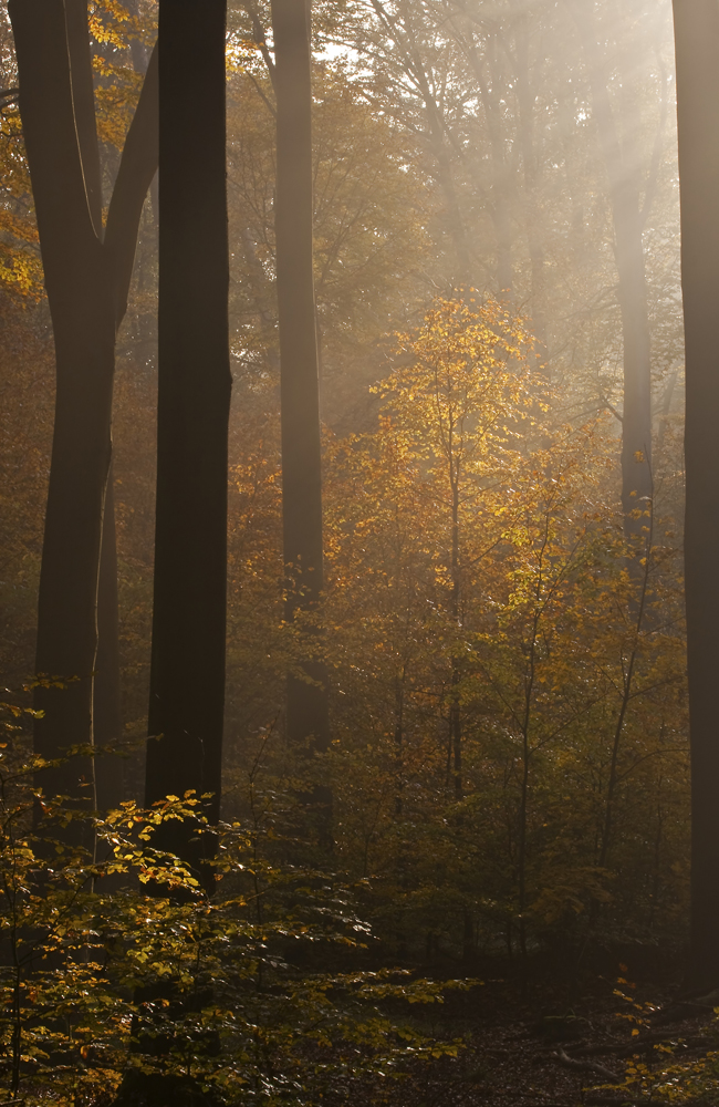  - image::Karsten_Fischer_morgen_wald_laubfaerbung_landschaft_dunst_herbst_baum