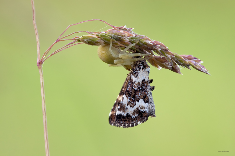 Jagderfolg  --- Veränderliche Krabbenspinne (Misumena vatia)