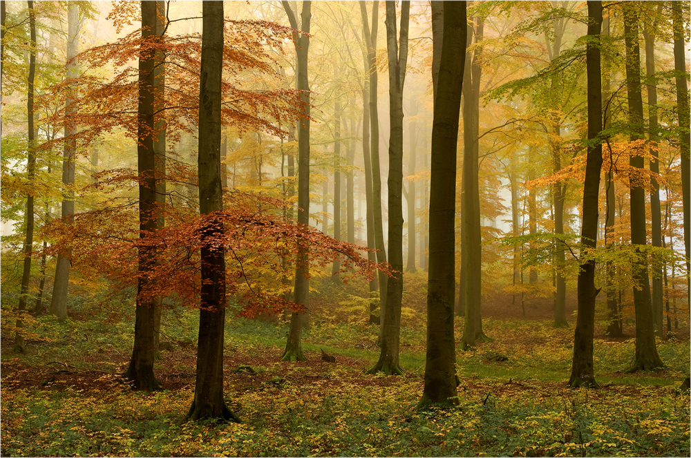 Buchen-Herbstwald im Nebel 
