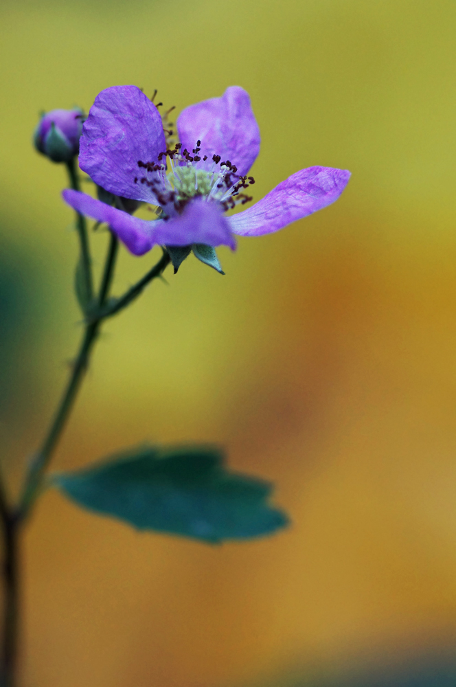 Eine letzte Brombeerblüte