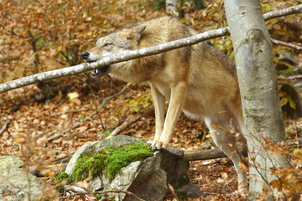 Ein Biber im Wolfskörper :)