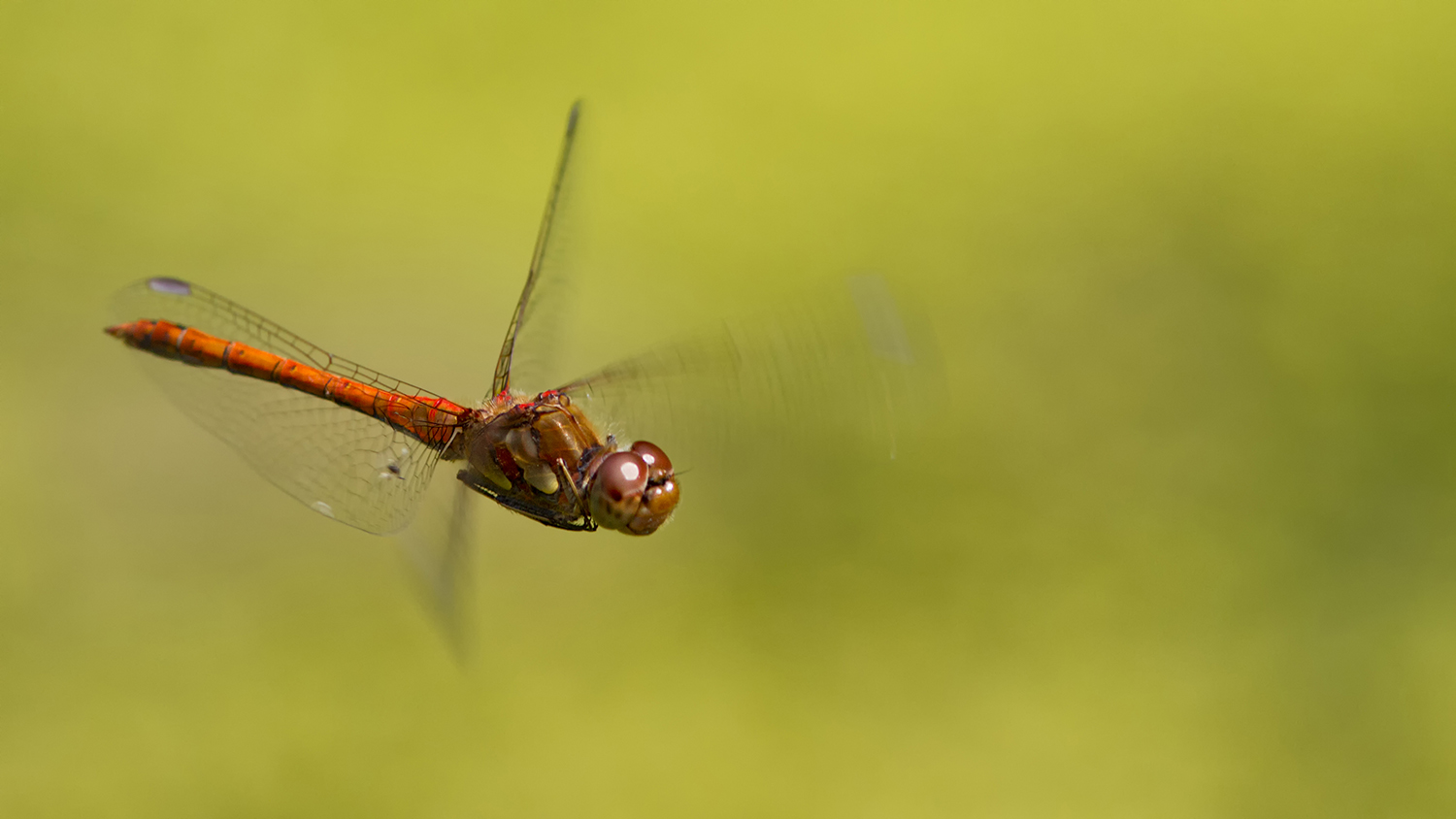 Sympetrum striolatum