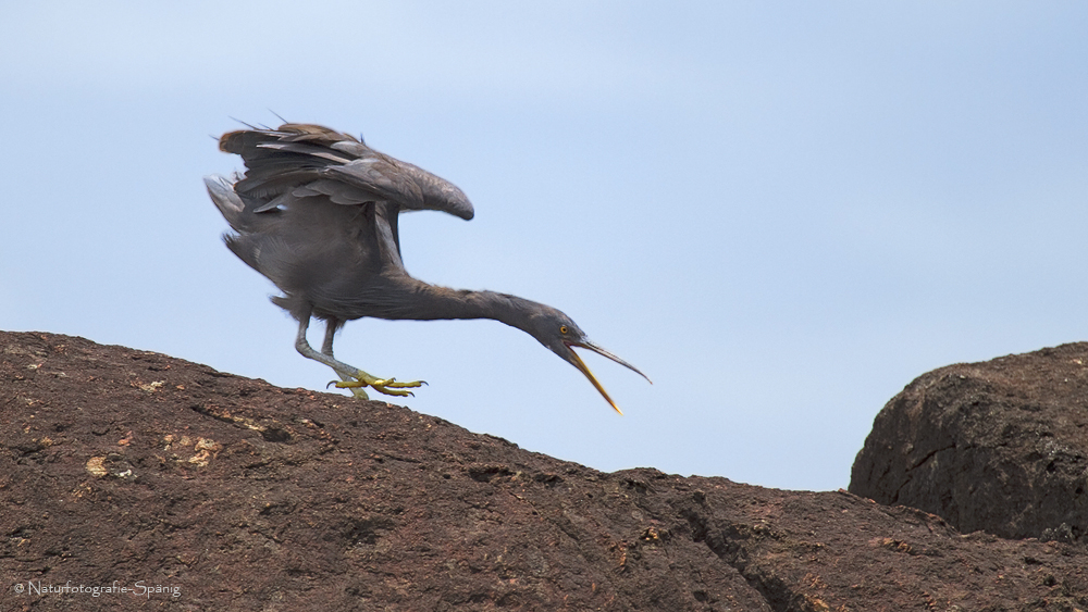 Riffreiher (Egretta sacra)