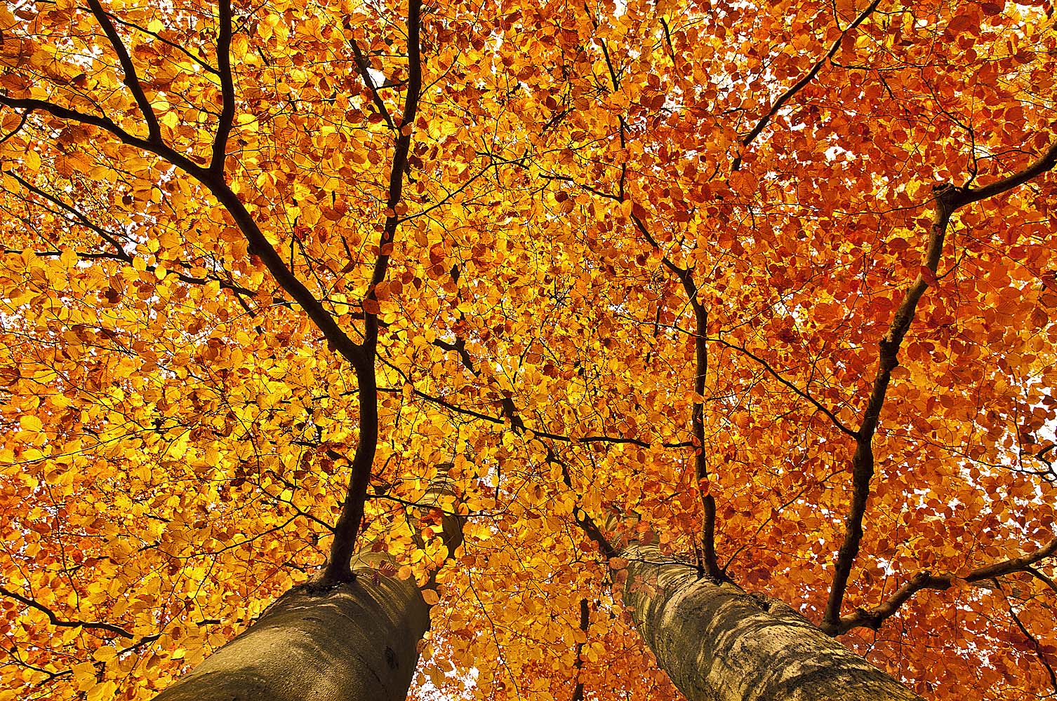 Herbstfarben... Buchengold...