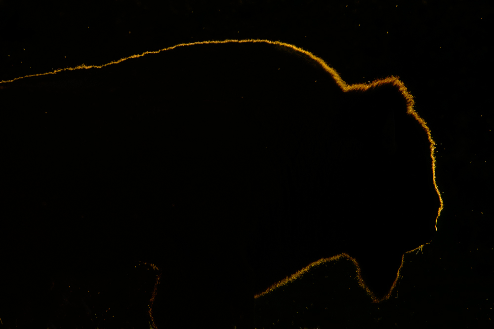 Bison im Gegenlicht