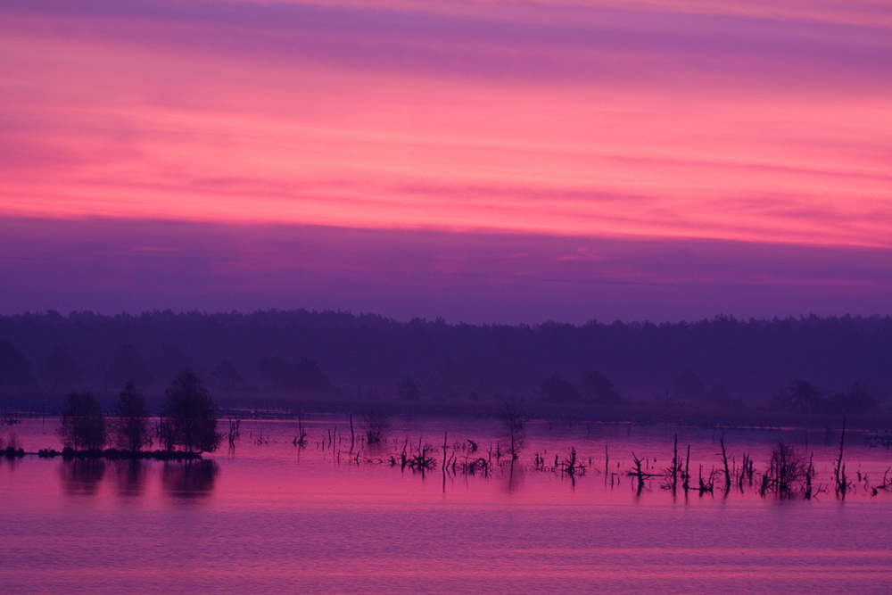 Morgenstimmung im Moor