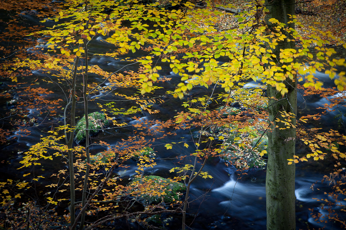 Herbstliches Durcheinander