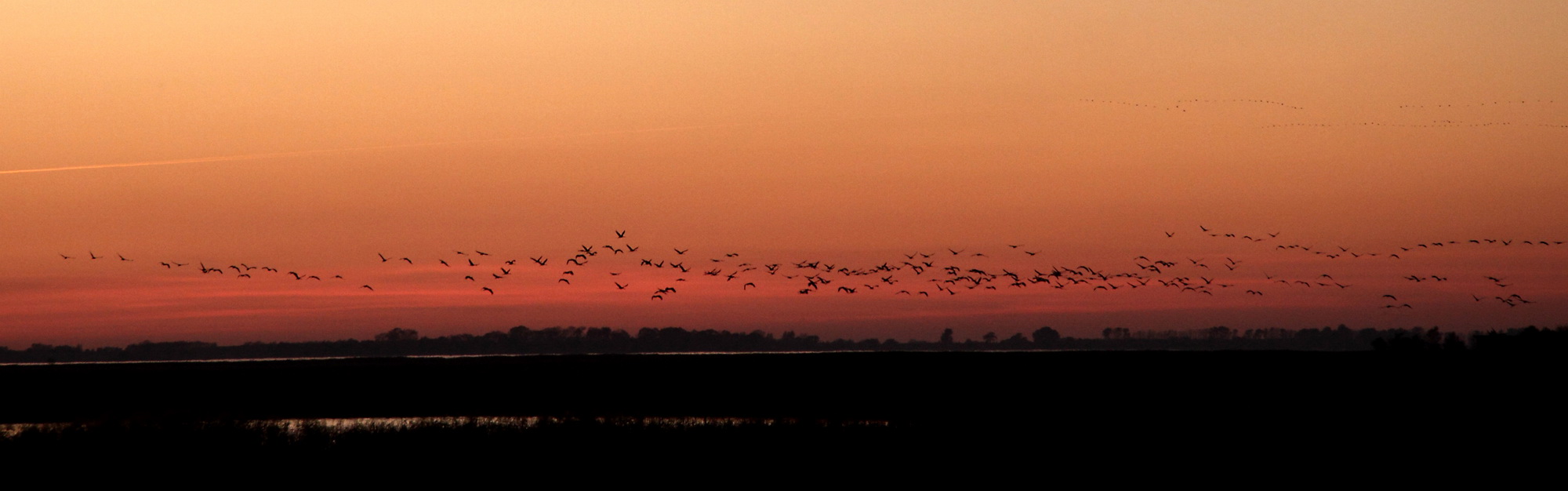 Heimflug in den Bodden