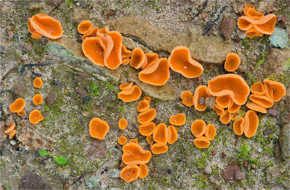 "Pasta arancione"