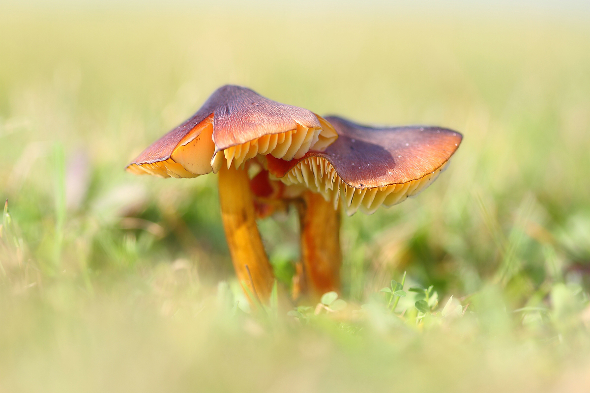 Saftlinge (Hygrocybe)