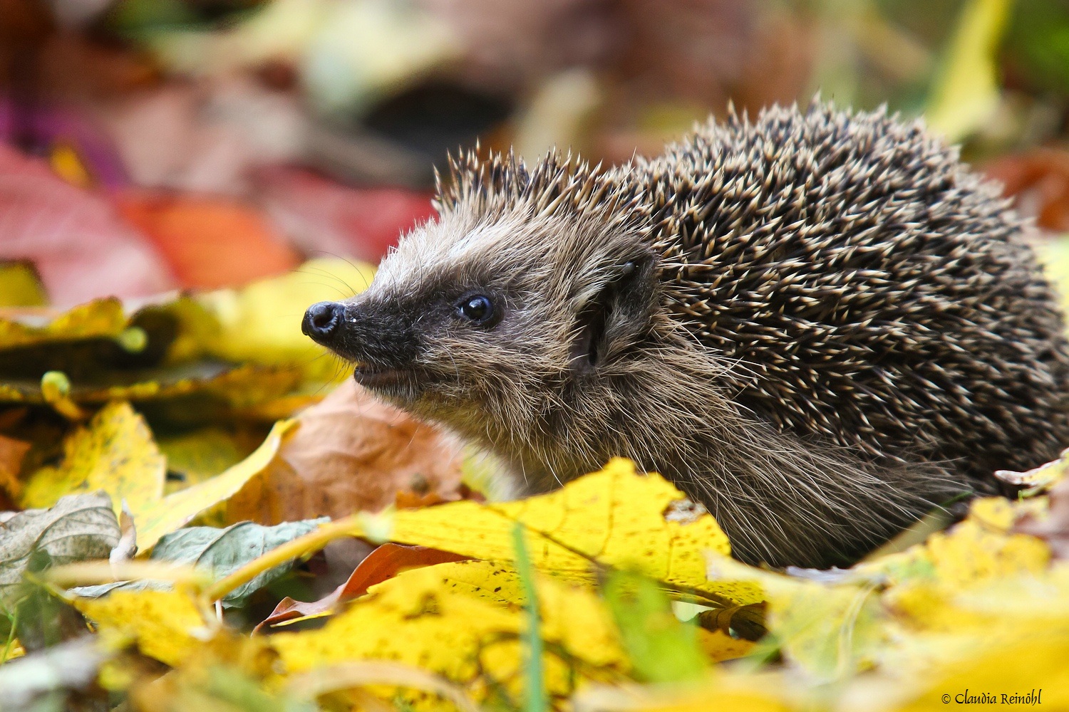 igel-forum-f-r-naturfotografen