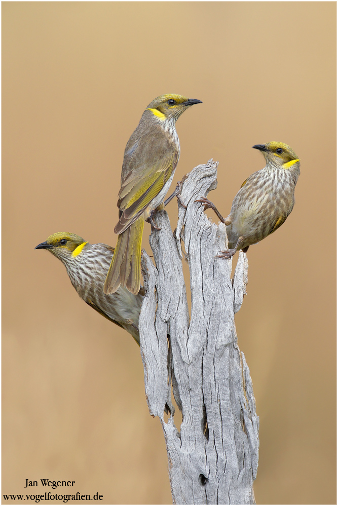 Gelbscheitel-Honigfresser (Lichenostomus ornatus) Yellow-plumed Honeyeater