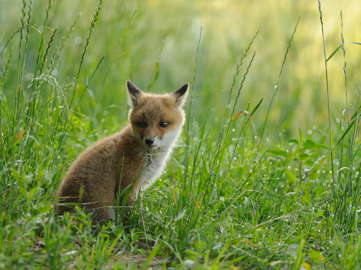 Junger Fuchs (Forum für Naturfotografen)