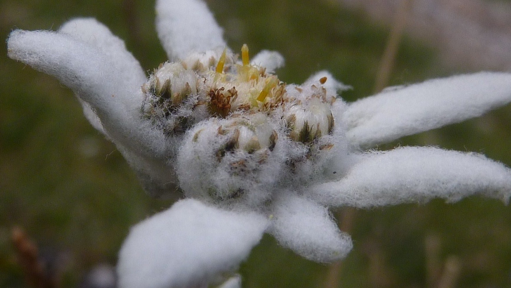 Edelweiss