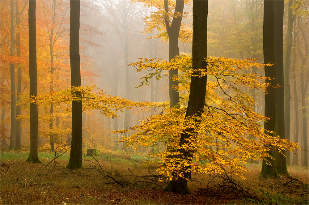 Im Herbstwald