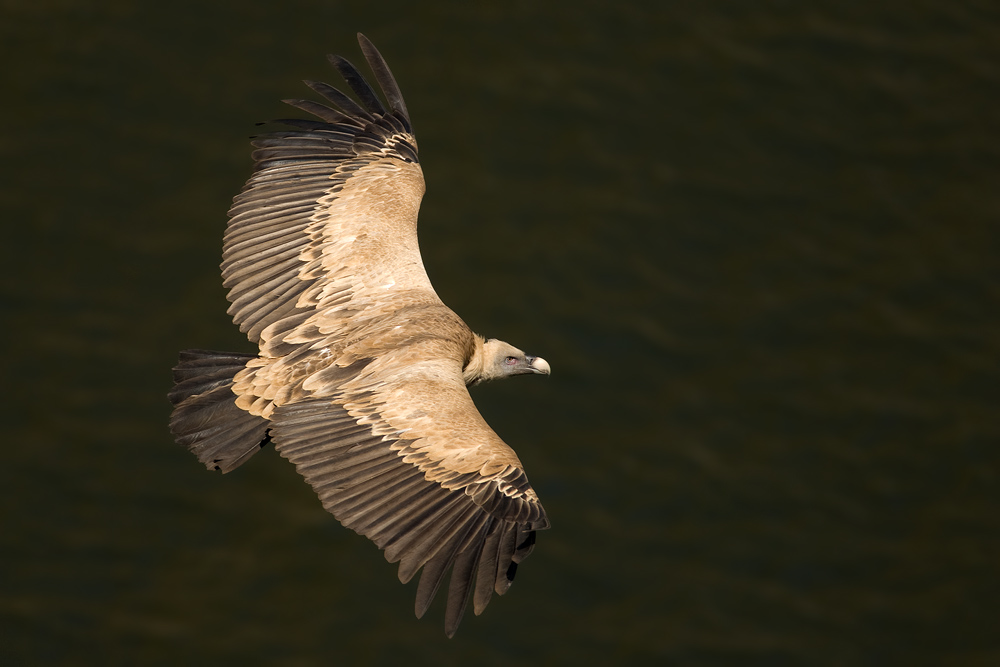 Griffon Vulture