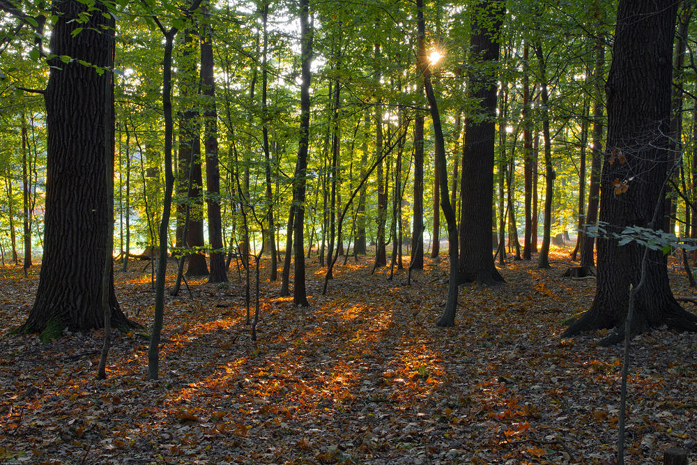 Herbstwald IIa