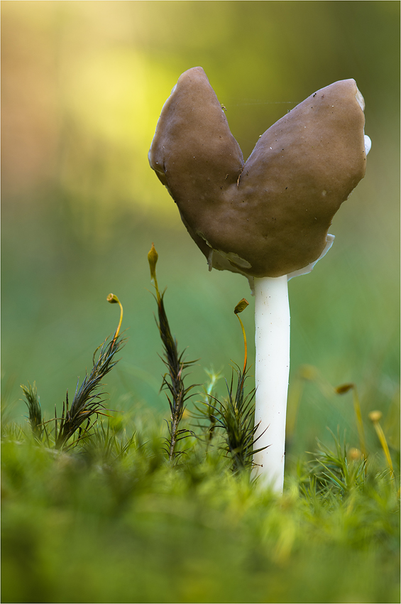 Ein Herz für Pilze