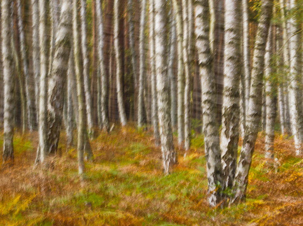 Birkenwald
