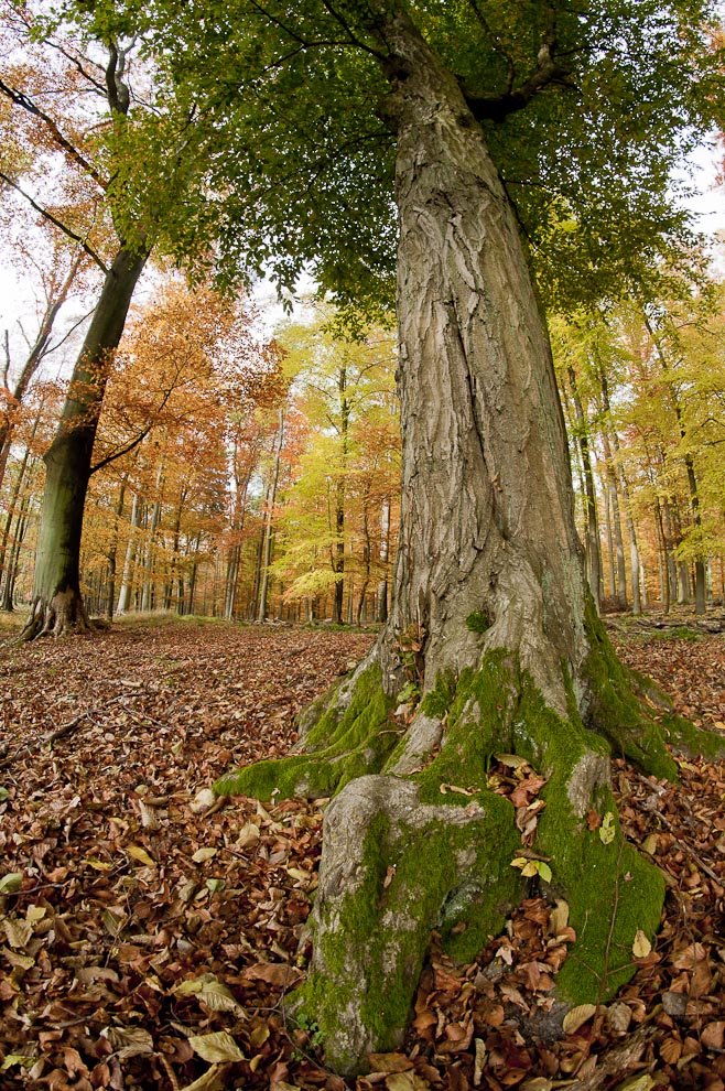 In der Schorfheide...