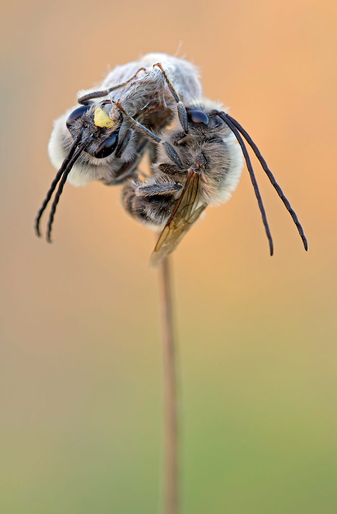 Eucera longicornis