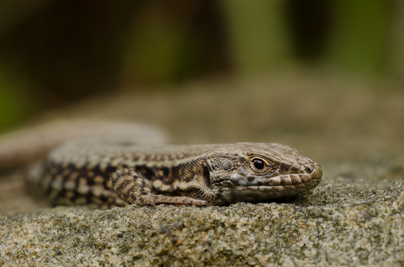 Reptil des Jahres 2011: Die Mauereidechse