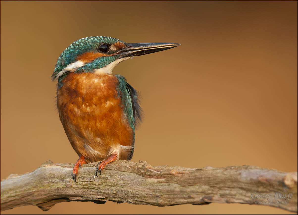 Mein Lieblingsvogel der Eisvogel