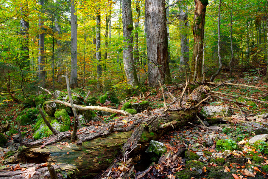 Herbst im Urwald 2