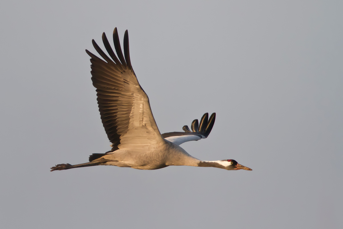 Kranich im Flug