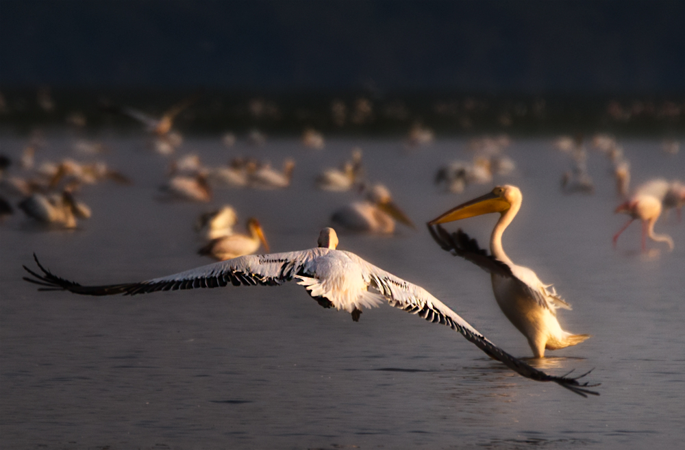 Morgens am Lake Nakuru