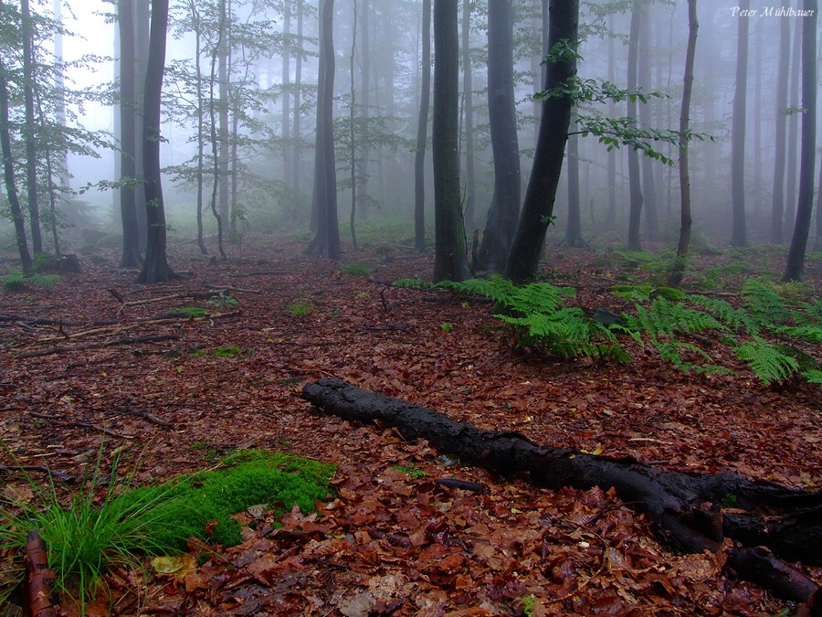 Nebelwald