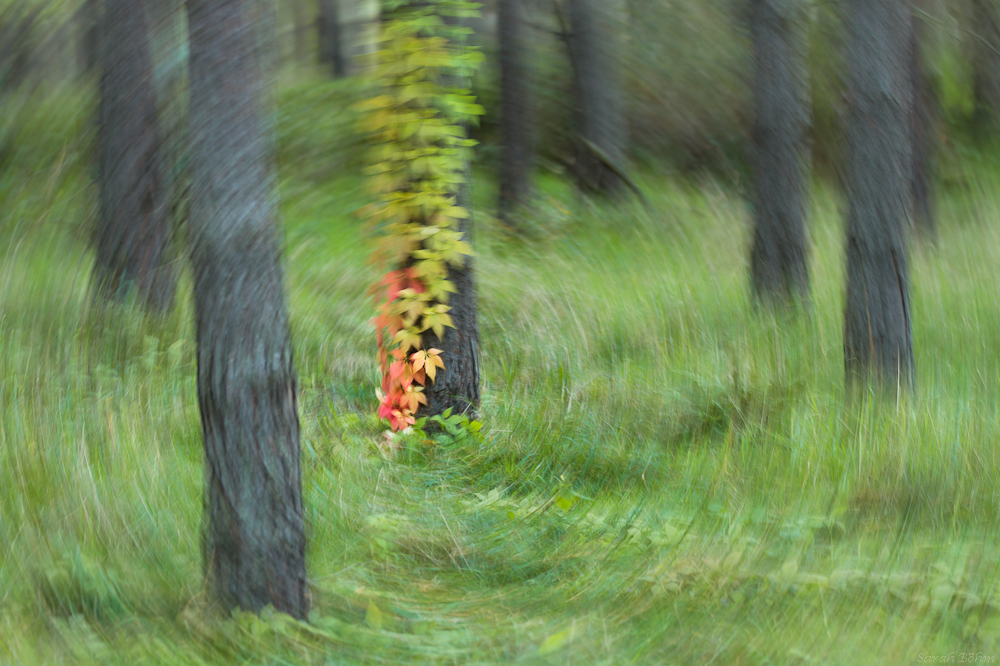 Im Wirbel des Herbstes