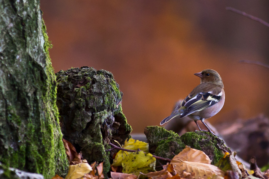 Buchfink im Herbst