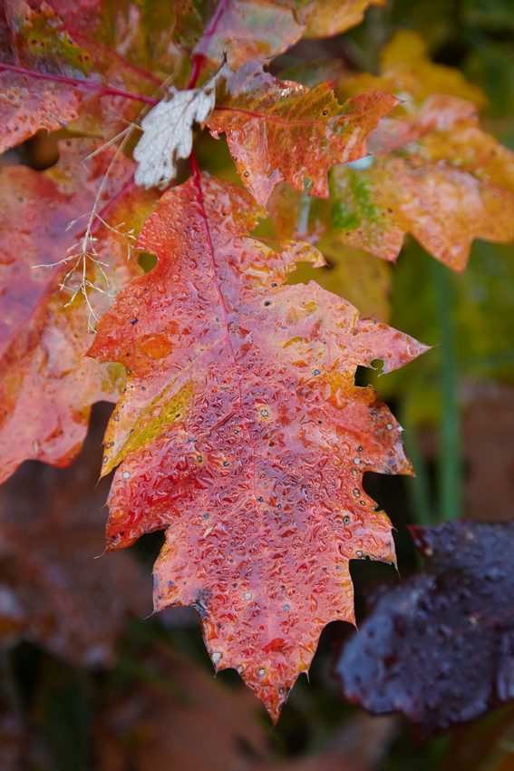 Herbstblatt..