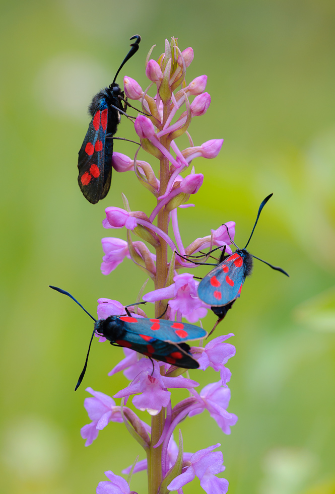 Orchidee und Widderchen