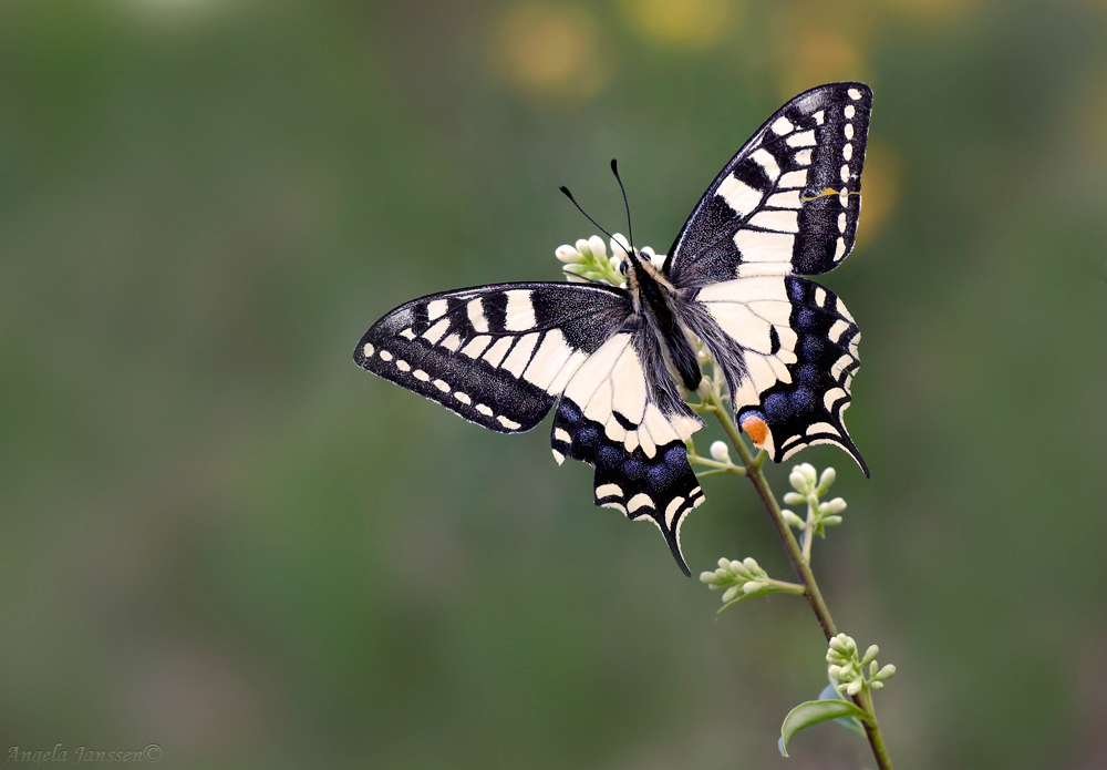 papillo (Forum für Naturfotografen)