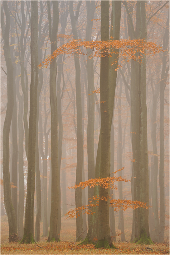 Fagus