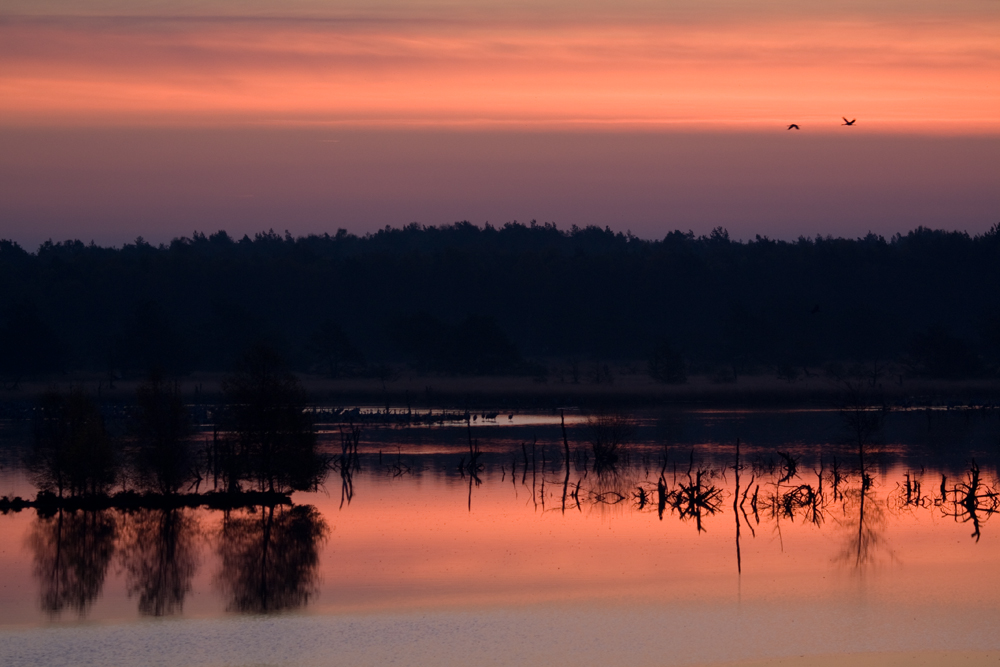 Morgens im Moor