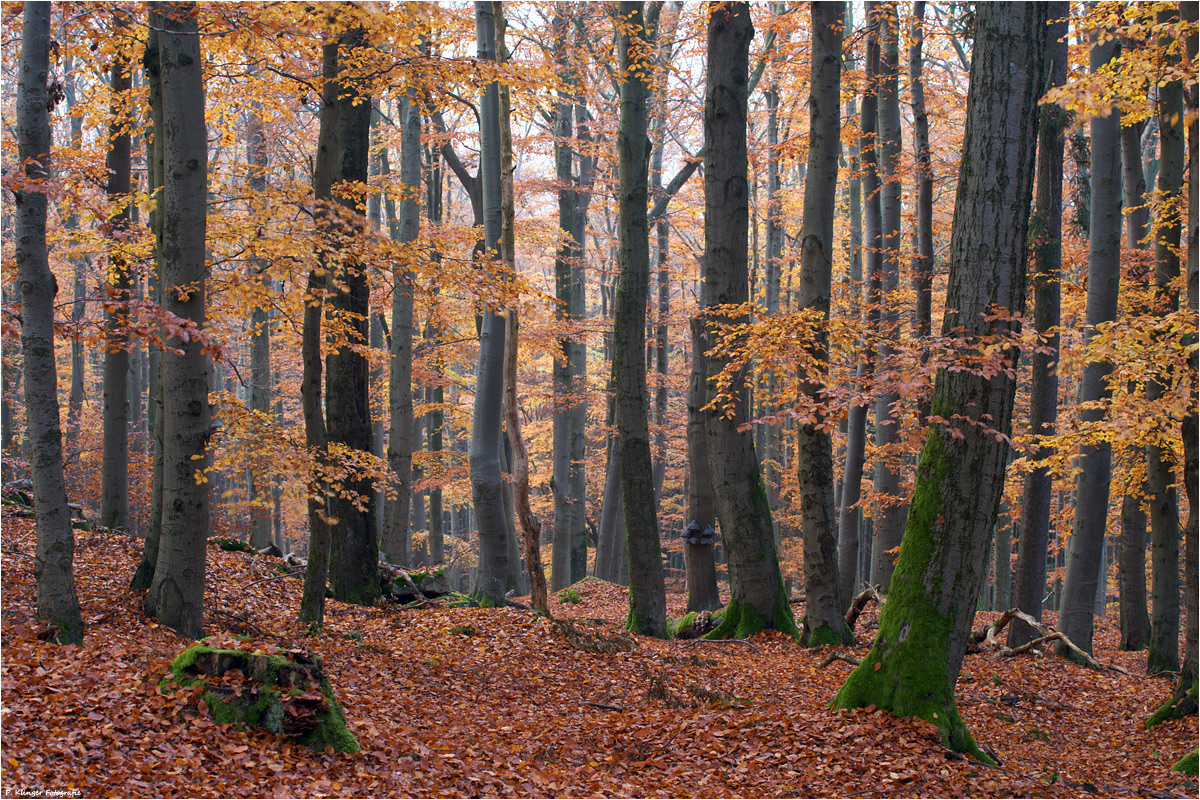 Buchenwald im Fichtelgebirge