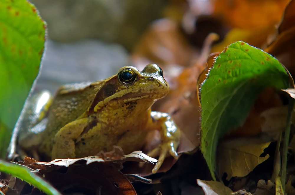 Grasfrosch