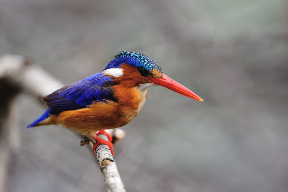 Malachite Kingfisher (Alcedo cristata)