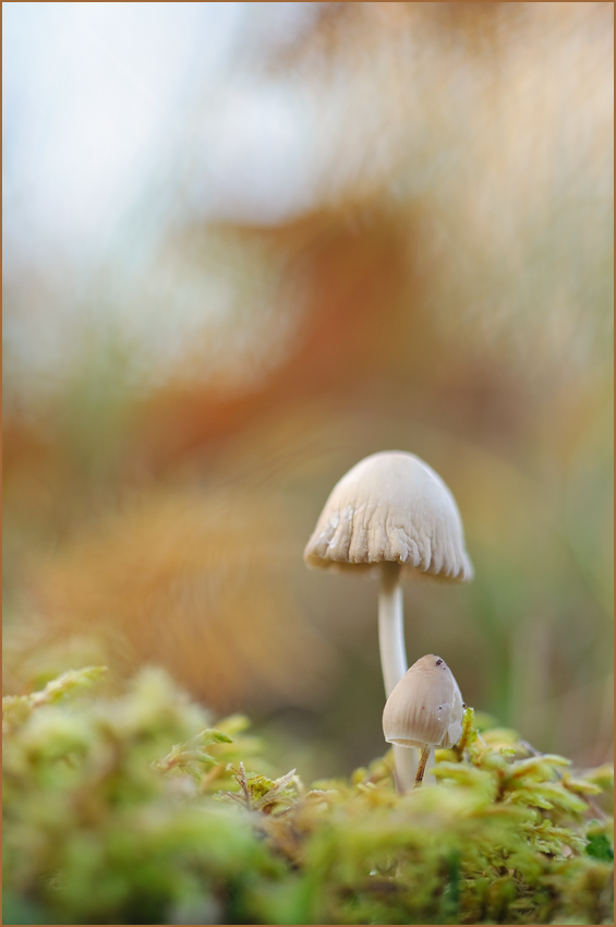 Herbst-Geistchen mit Pilzen