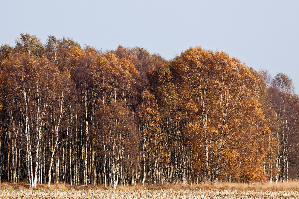 Birkenwald im Herbst